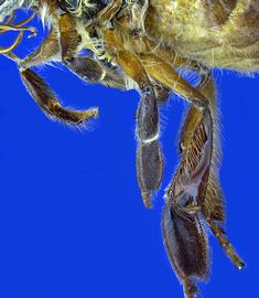   Apis nuluensis  worker mid and hind femora light brown and mid and hind tibiae black, photo: A.H. Smith-Pardo 
